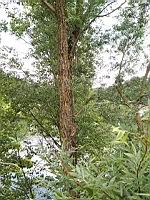 Saule blanc, Salix alba (Rhone, 2019-06) (2)